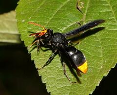 Synagris