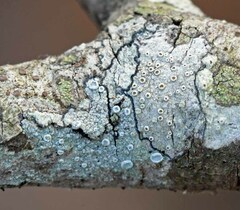 Lecanora subpallens