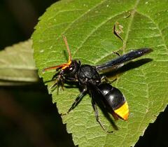 Synagris