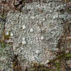 Lepra trachythallina