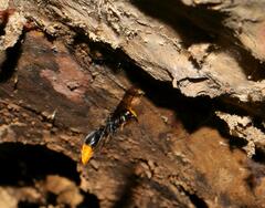 Synagris