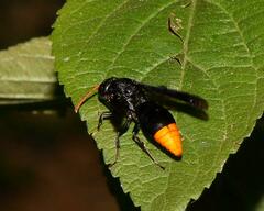Synagris