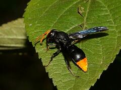 Synagris