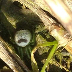 Bijoaraneus mitificus