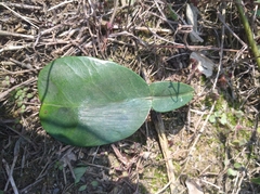 Bijoaraneus mitificus