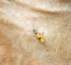 Chauliognathus imperialis