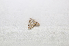 Parapoynx polydectalis