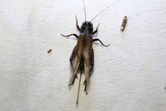 Teleogryllus