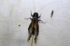Teleogryllus