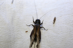 Teleogryllus