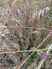 Perilla frutescens