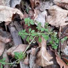 Galium aparine