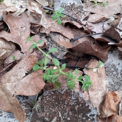 Galium aparine