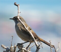 Cercotrichas coryphoeus cinerea