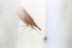 Rentinus