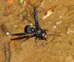 Synagris