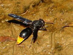 Synagris