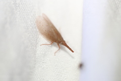 Rentinus