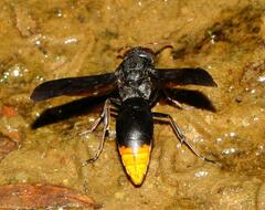 Synagris