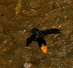 Synagris
