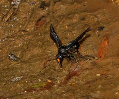 Synagris
