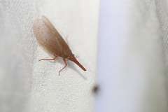 Rentinus