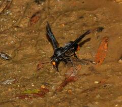 Synagris