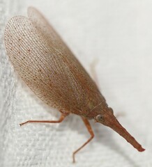 Rentinus
