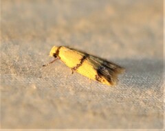 Heteroteucha translatella