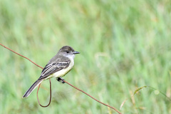 Myiarchus cephalotes