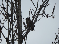 Coccothraustes coccothraustes