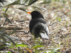 Turdus merula