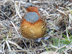 Bambusicola thoracicus