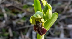 Ophrys fusca