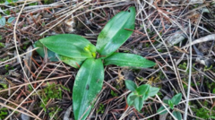 Ophrys fusca