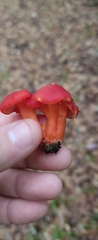 Hygrocybe punicea
