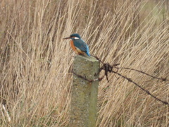 Alcedo atthis