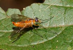 Suragina monogramma