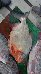 Piaractus brachypomus