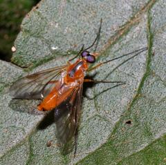 Suragina monogramma