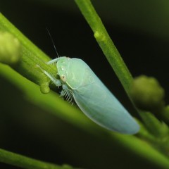 Gyponana angulata