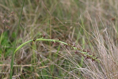 Prasophyllum