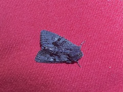 Neumichtis