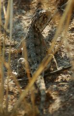 Agama aculeata