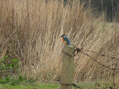 Alcedo atthis