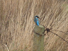 Alcedo atthis