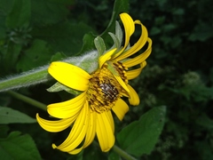 Euphoria leucographa