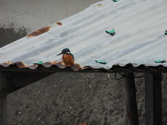 Alcedo atthis