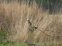 Alcedo atthis