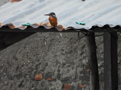 Alcedo atthis